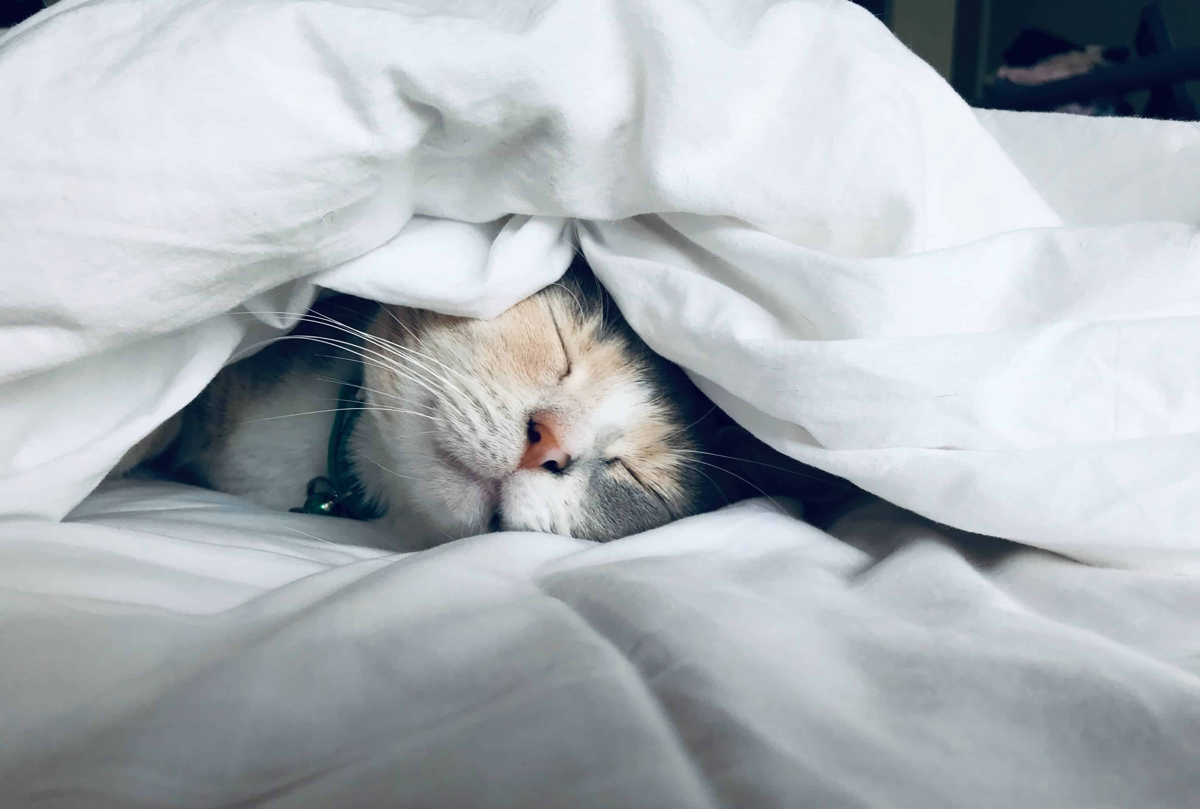 The Truth About the 15-Minute “Cat Nap”